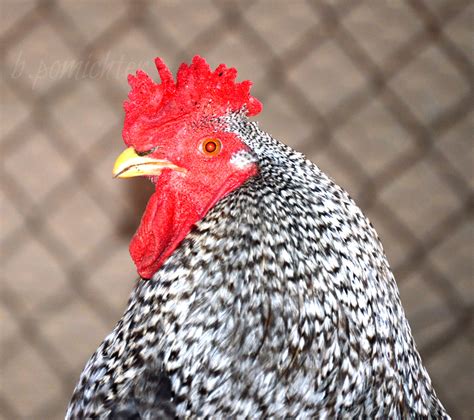 dominique rooster for sale|are dominique roosters aggressive.